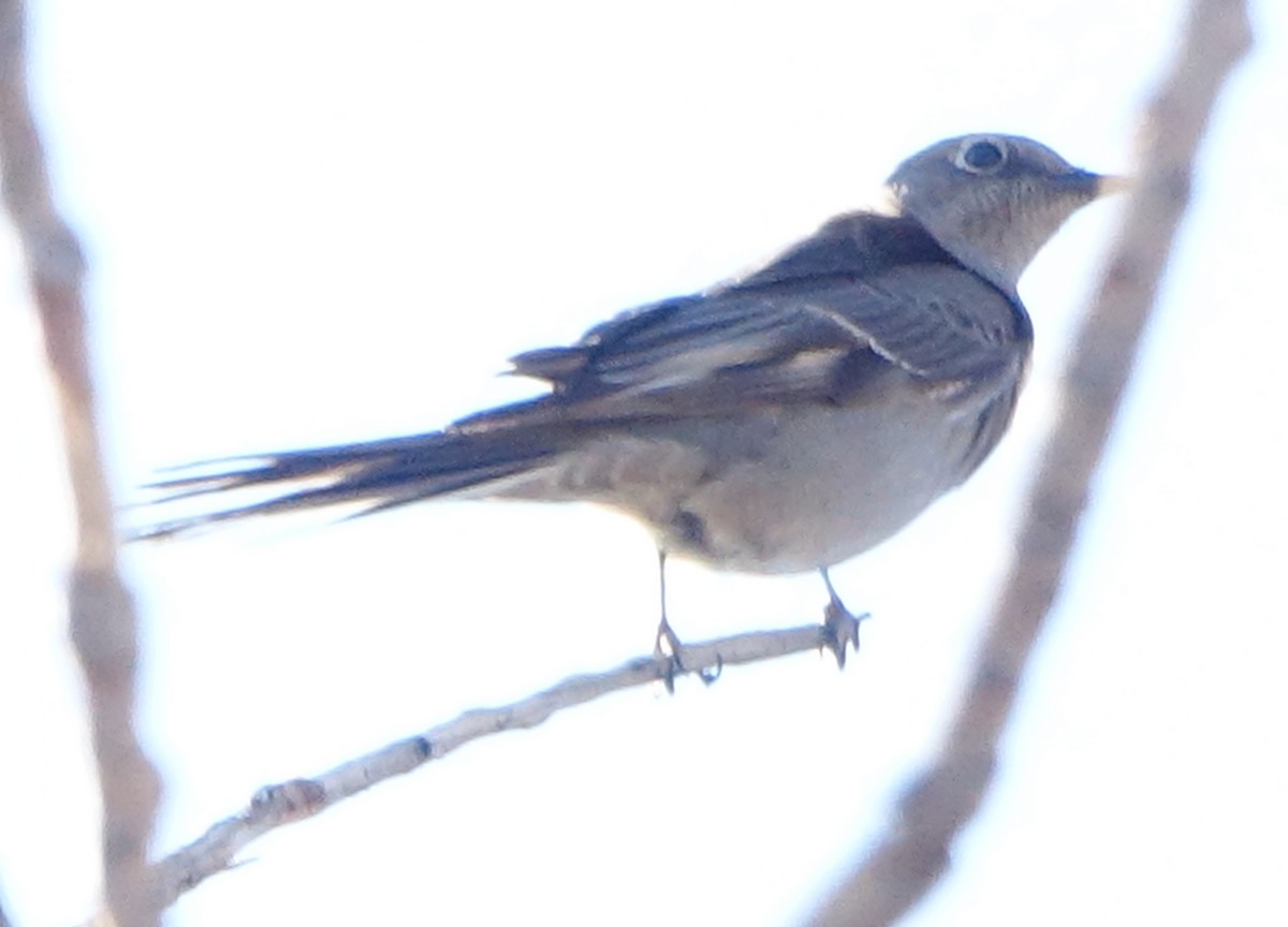 Townsend's Solitaire - ML545620901