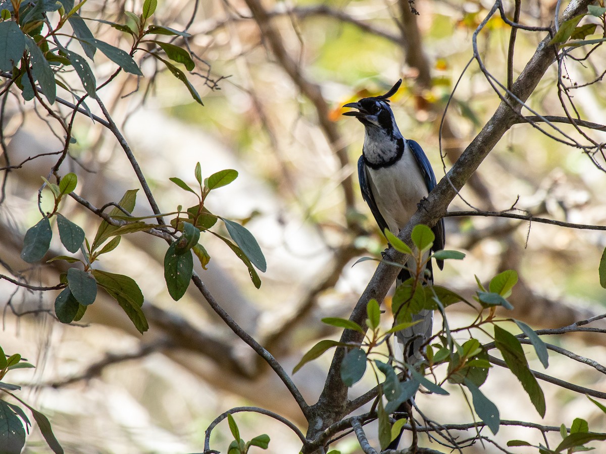 Black-throated Magpie-Jay - ML545621141