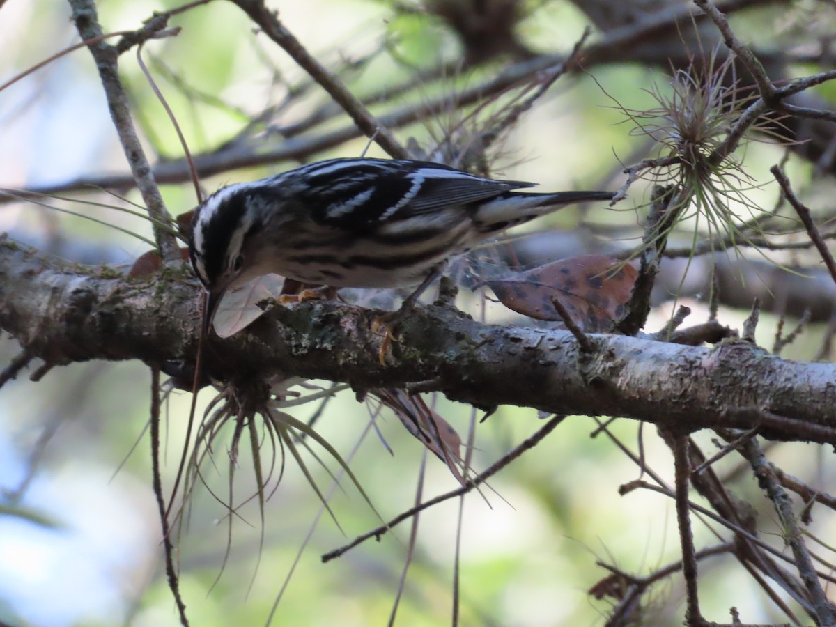 Black-and-white Warbler - ML545621631