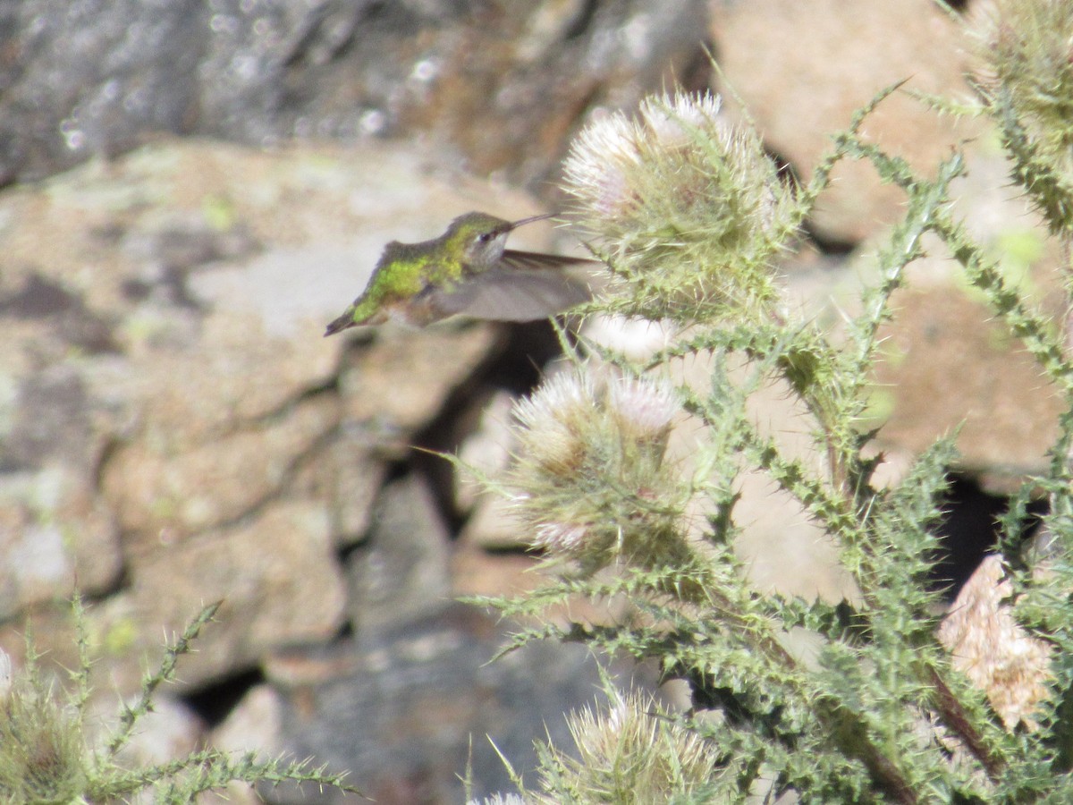 Broad-tailed Hummingbird - Dana Sterner