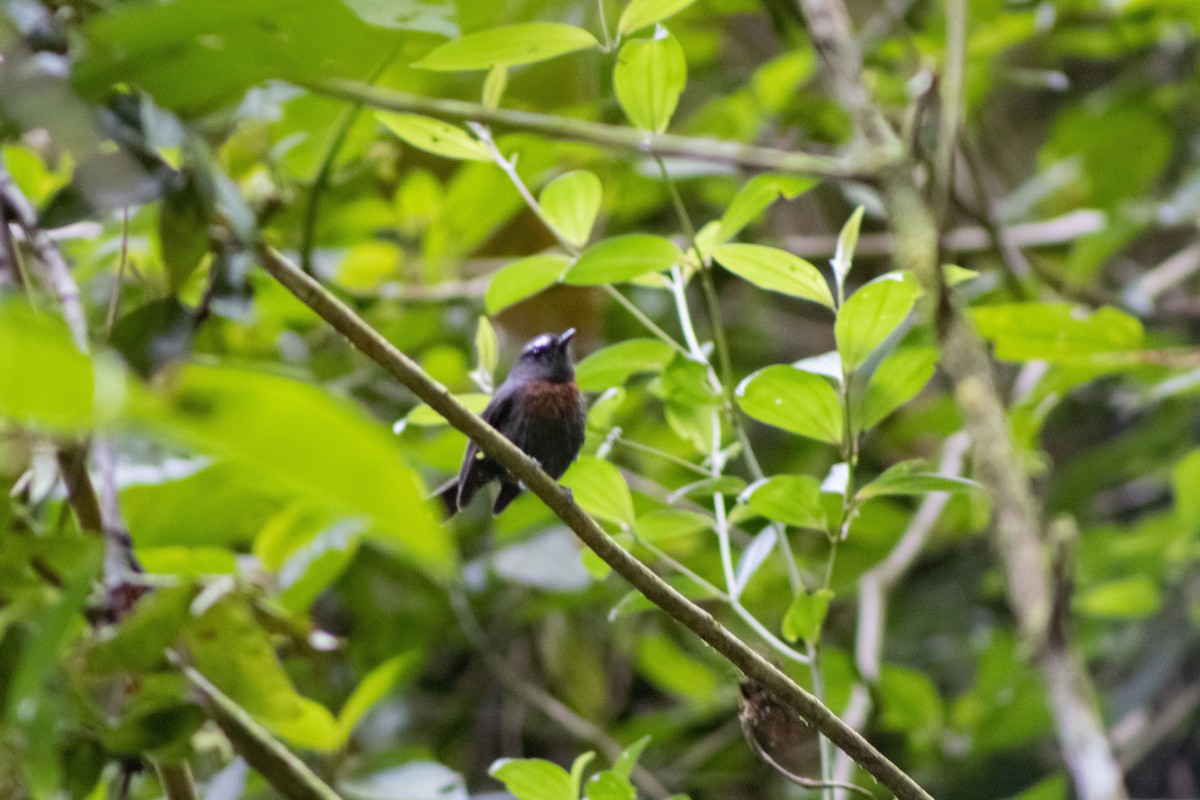 Slaty-backed Chat-Tyrant (Maroon-belted) - ML545624131