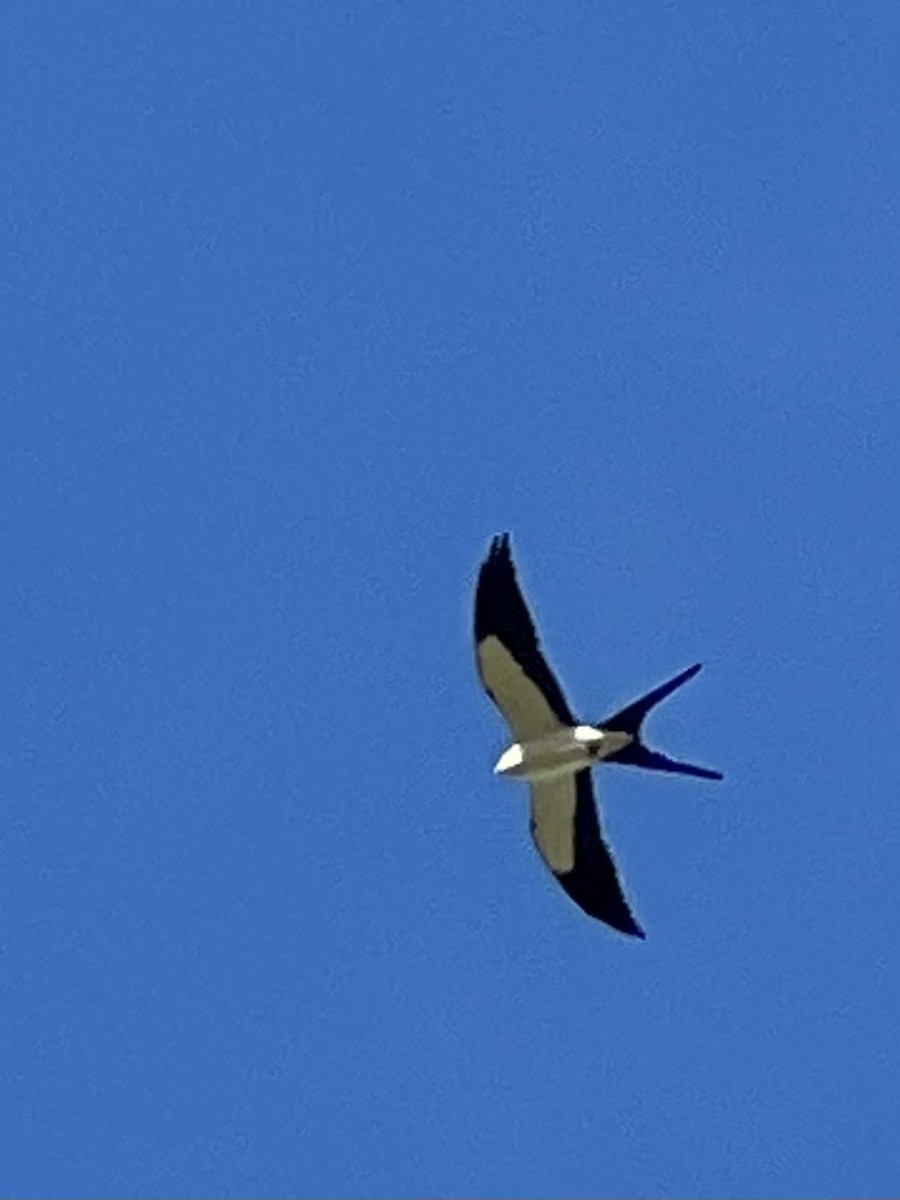 Swallow-tailed Kite - ML545626831