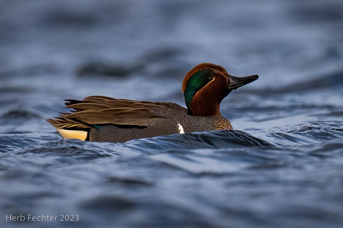 Green-winged Teal - ML545631941