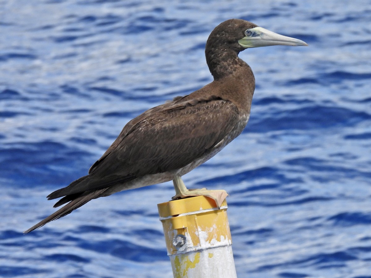 Brown Booby - ML545634621