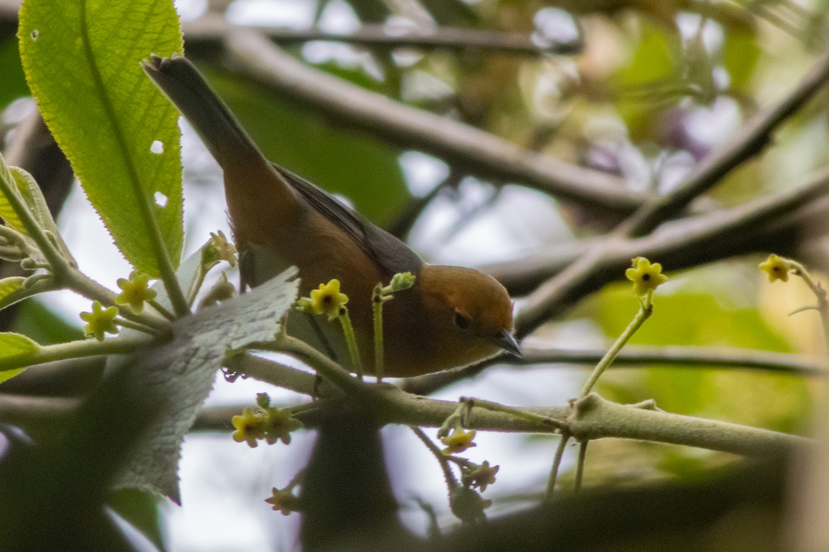 Rufous-chested Tanager - ML545637901