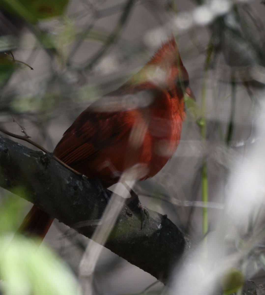 Cardinal rouge - ML545643811