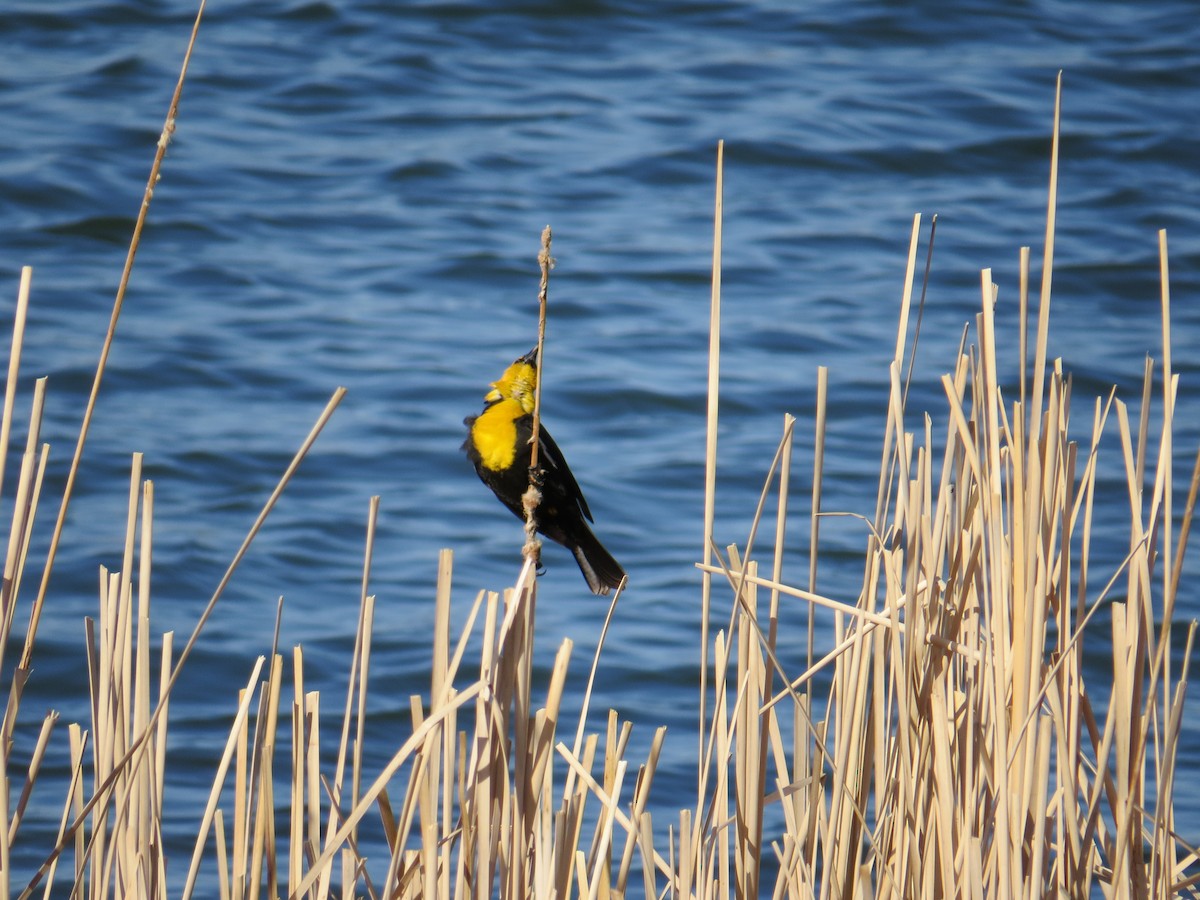 Yellow-headed Blackbird - ML54564551
