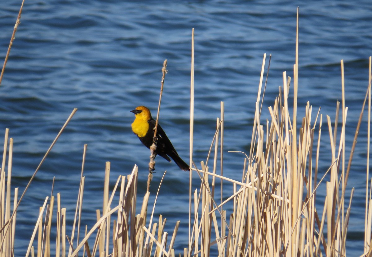 Yellow-headed Blackbird - ML54564571