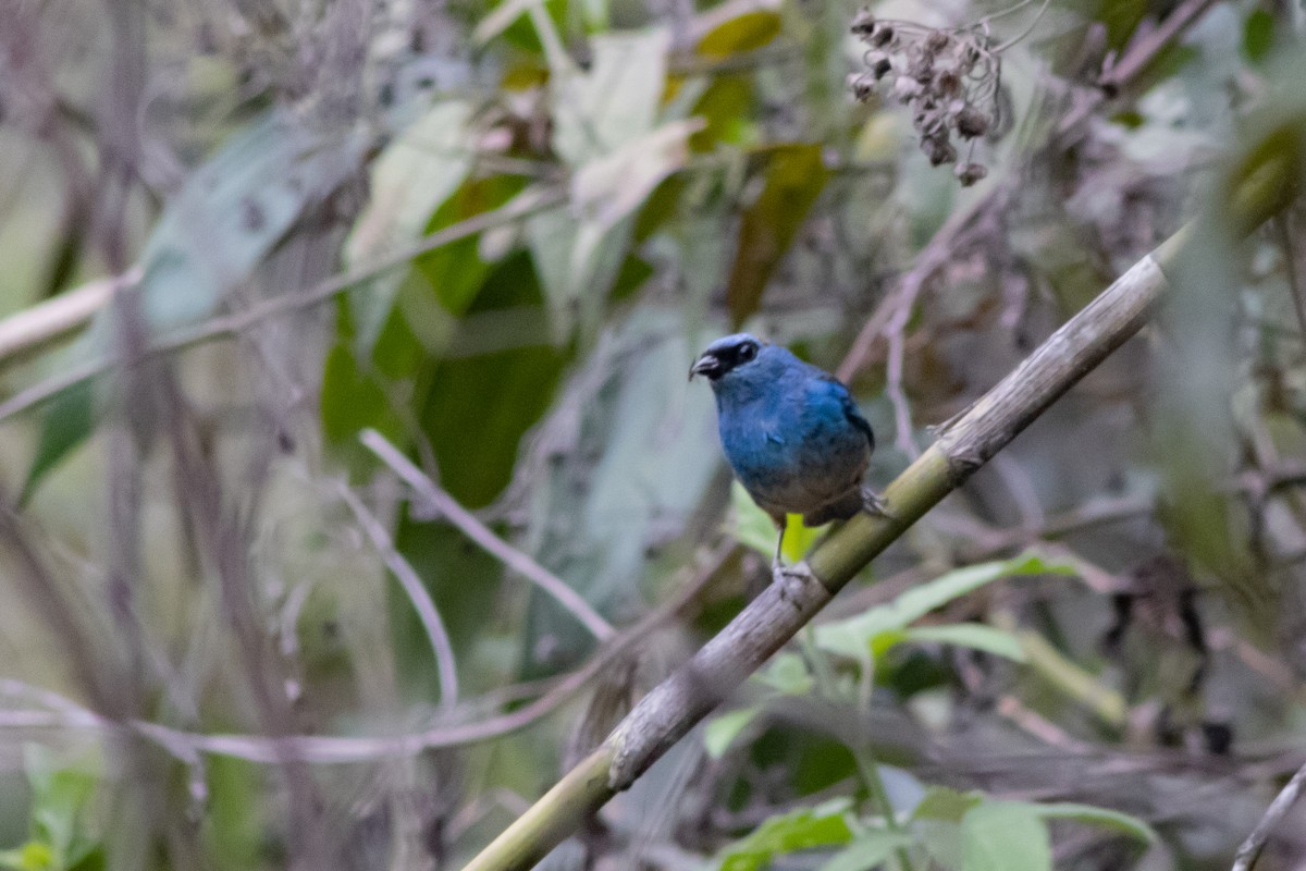 Golden-naped Tanager - ML545646041