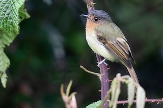  - Rufous-breasted Flycatcher