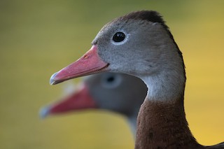 Black-bellied Whistling-Duck, ML545651681