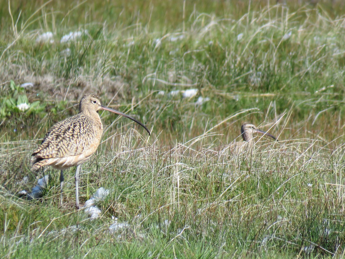 Long-billed Curlew - Colin Dillingham