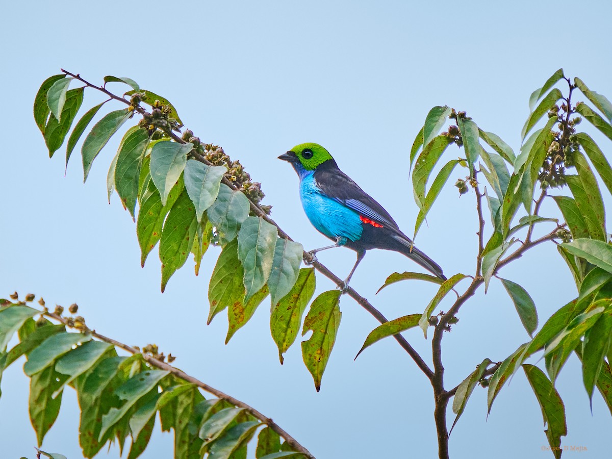 Paradise Tanager - ML545652971