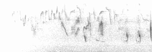  - Cape White-eye (Cape)