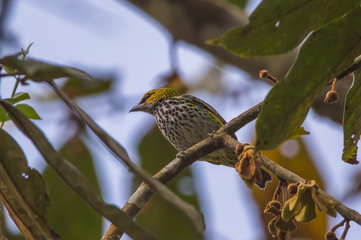 Speckled Tanager - ML545656311
