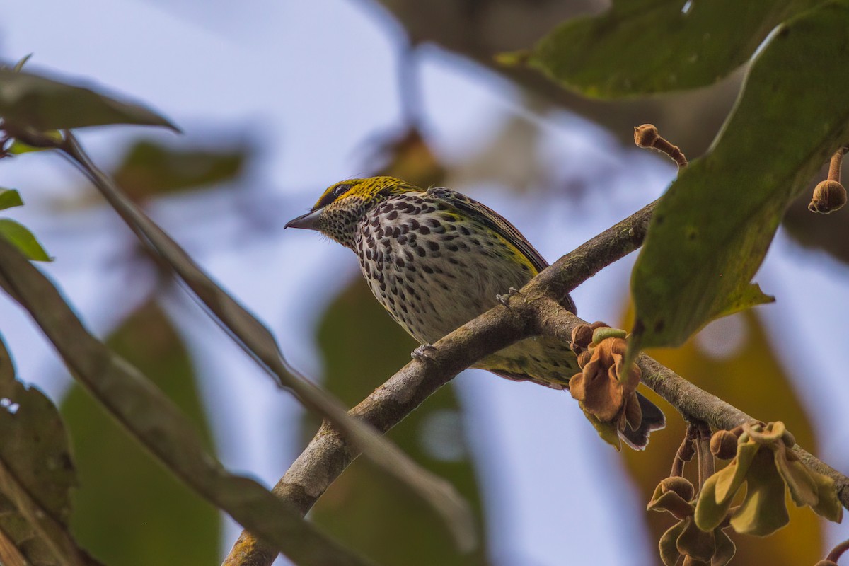 Speckled Tanager - ML545656321