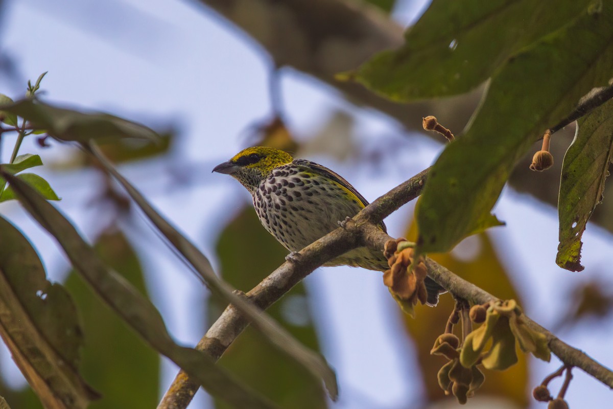 Speckled Tanager - ML545656331