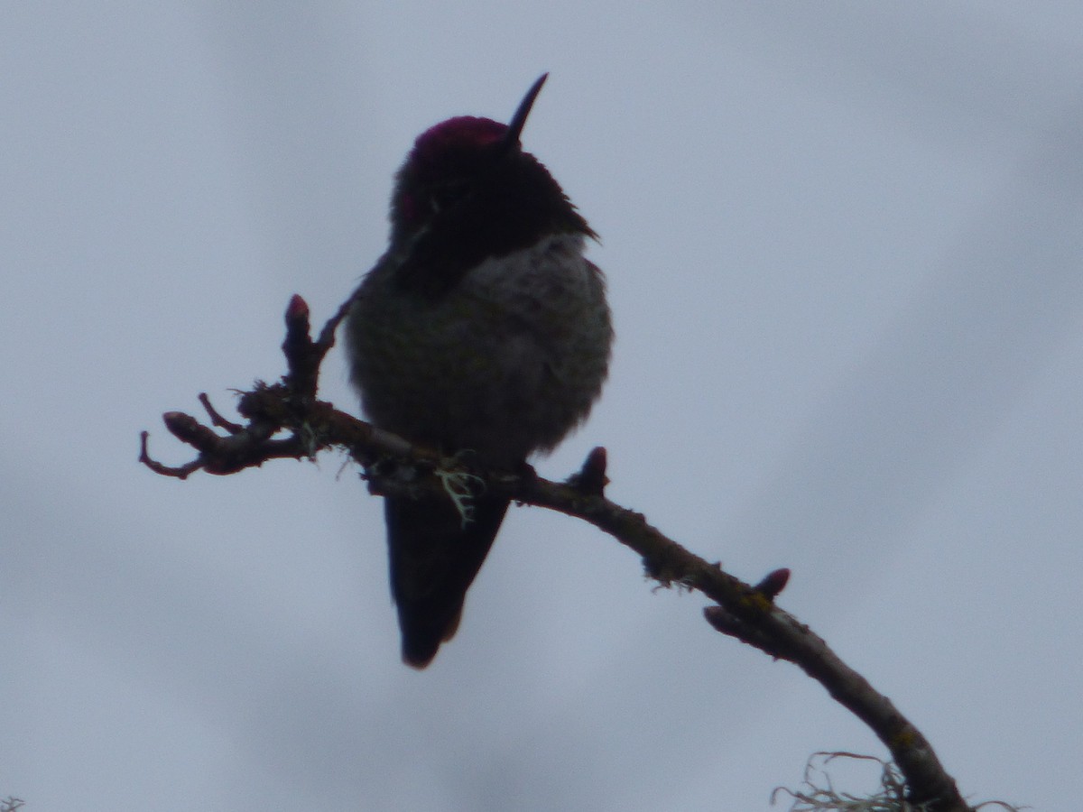 Anna's Hummingbird - ML545657471
