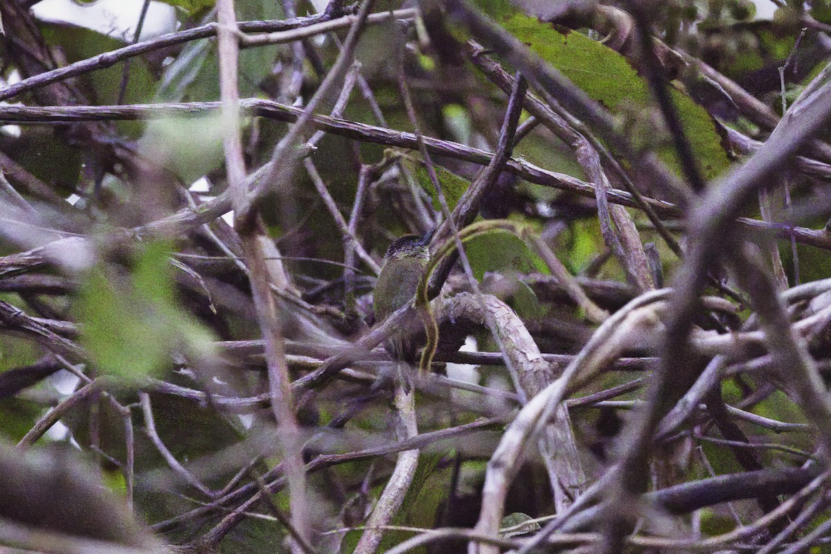 Olivaceous Piculet - ML545657971