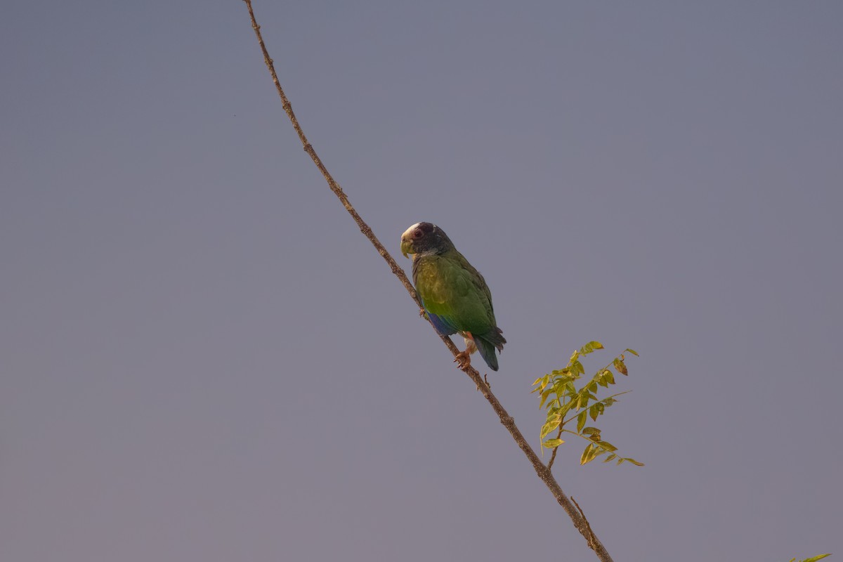 White-crowned Parrot - ML545660891
