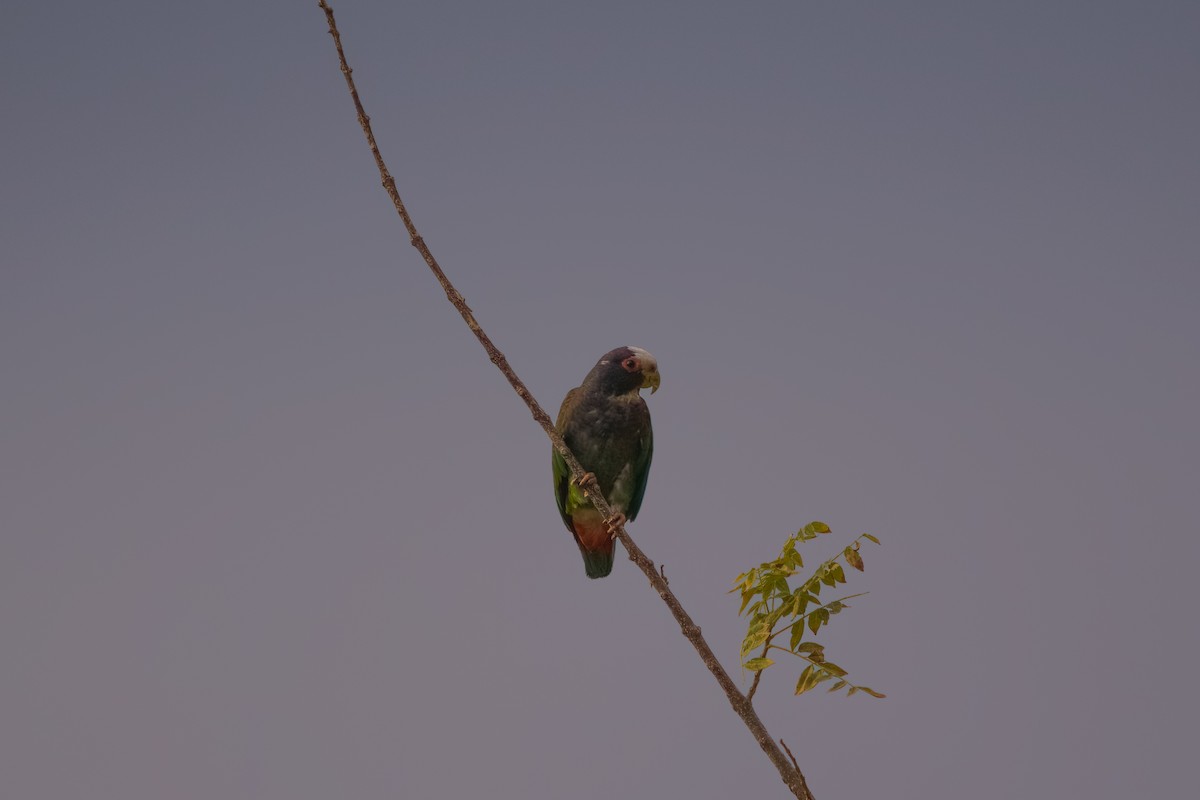 White-crowned Parrot - ML545660901