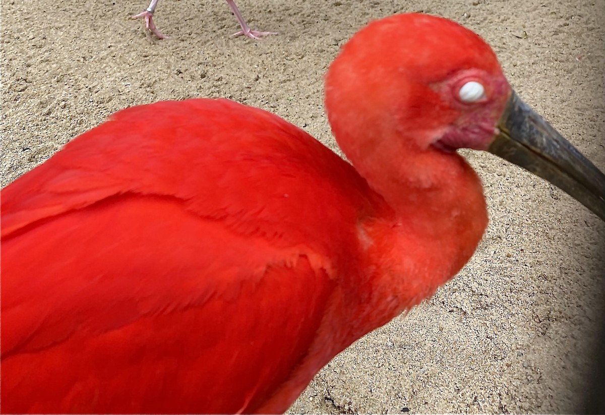 ibis rudý - ML545664121