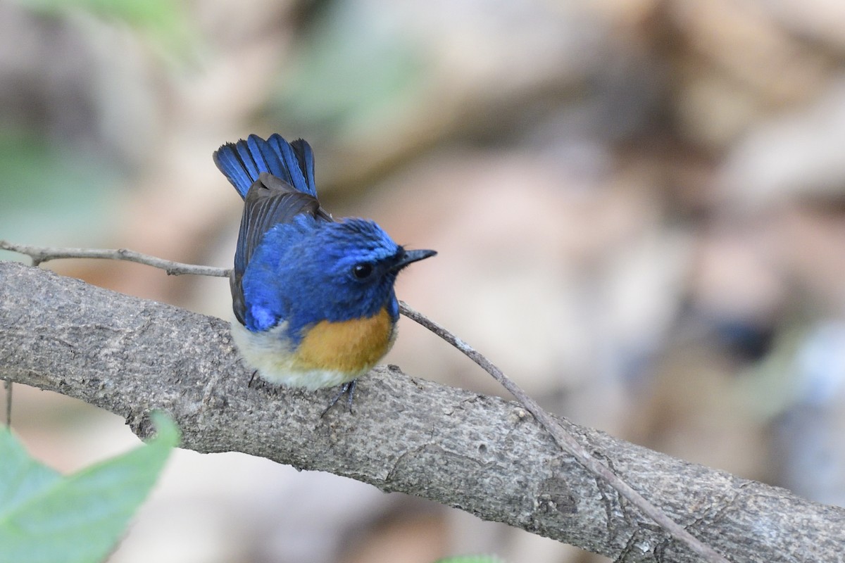 Blue-throated Flycatcher - Sriram Reddy
