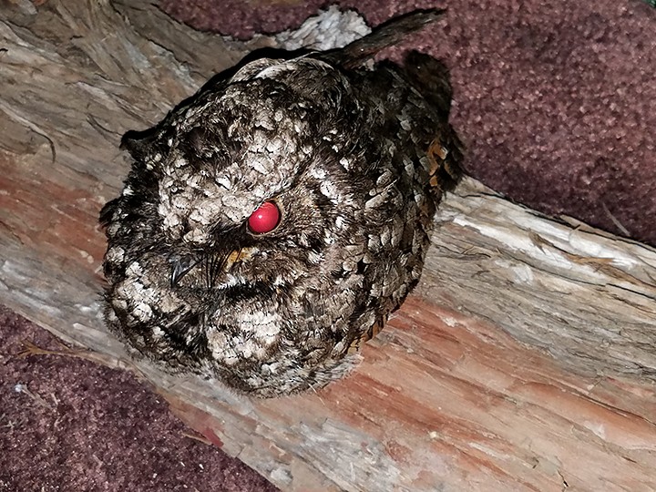 Common Poorwill - Central Oregon Historical Records