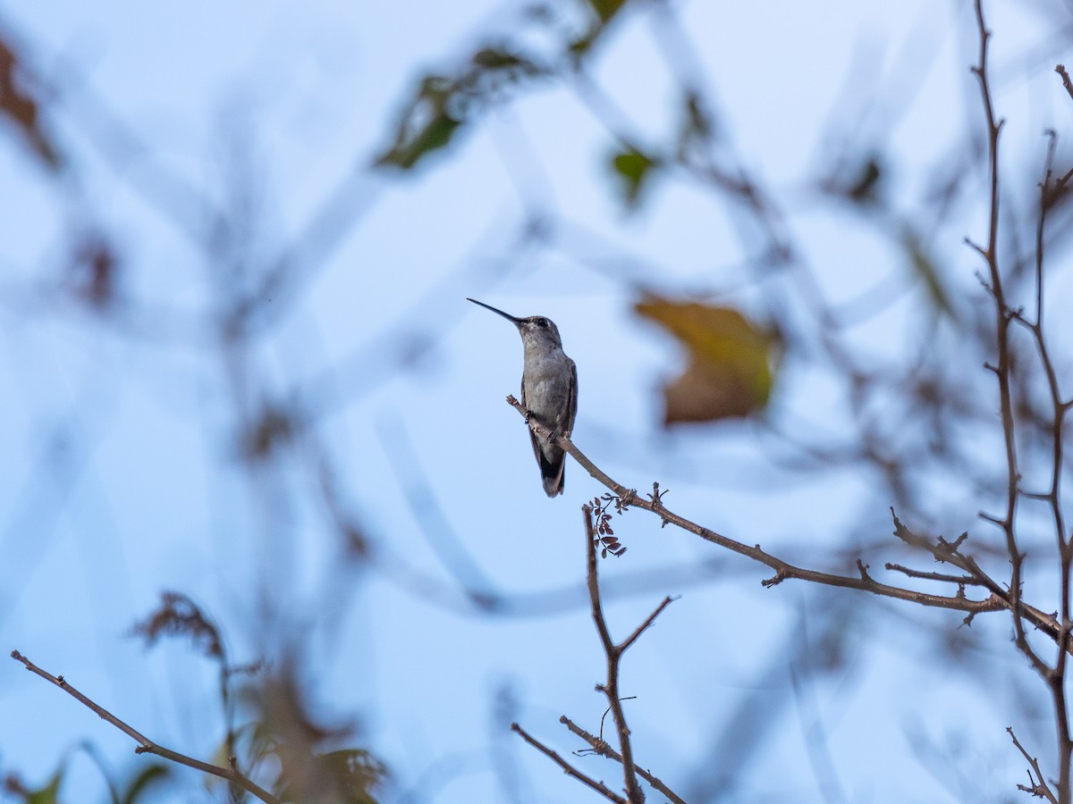 Rivoli's Hummingbird - Aquiles Brinco