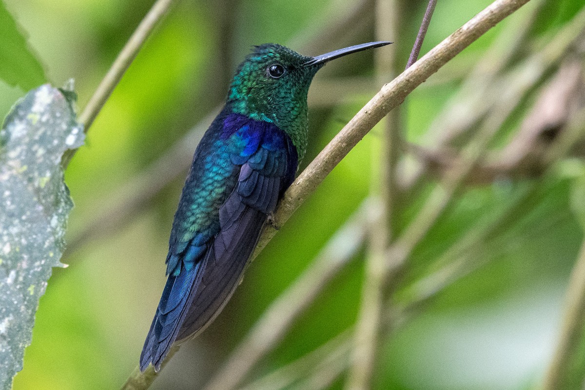Crowned Woodnymph (Green-crowned/Emerald-bellied) - ML545672401