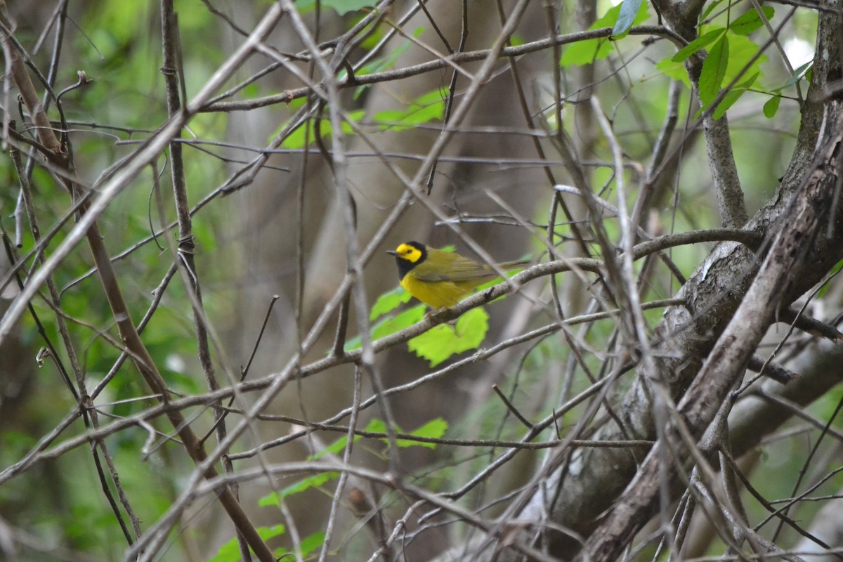 Hooded Warbler - Will Johnson