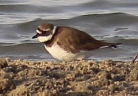 Common Ringed Plover - ML54567791