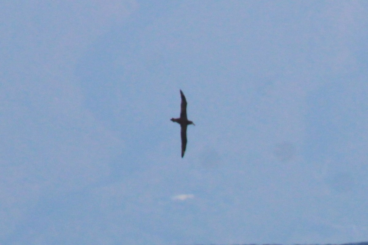 Albatros à pieds noirs - ML545679041