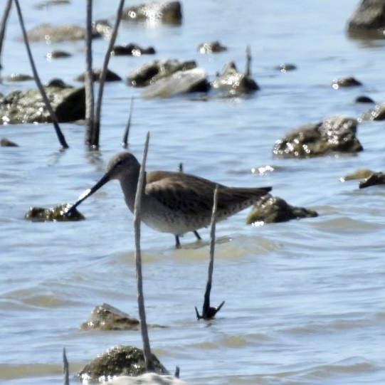 Long-billed Dowitcher - ML545682951