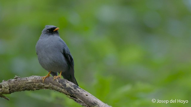 Black-faced Solitaire - ML545683001