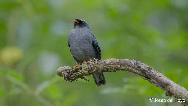 Black-faced Solitaire - ML545683011