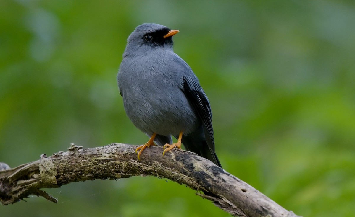Black-faced Solitaire - ML545683261
