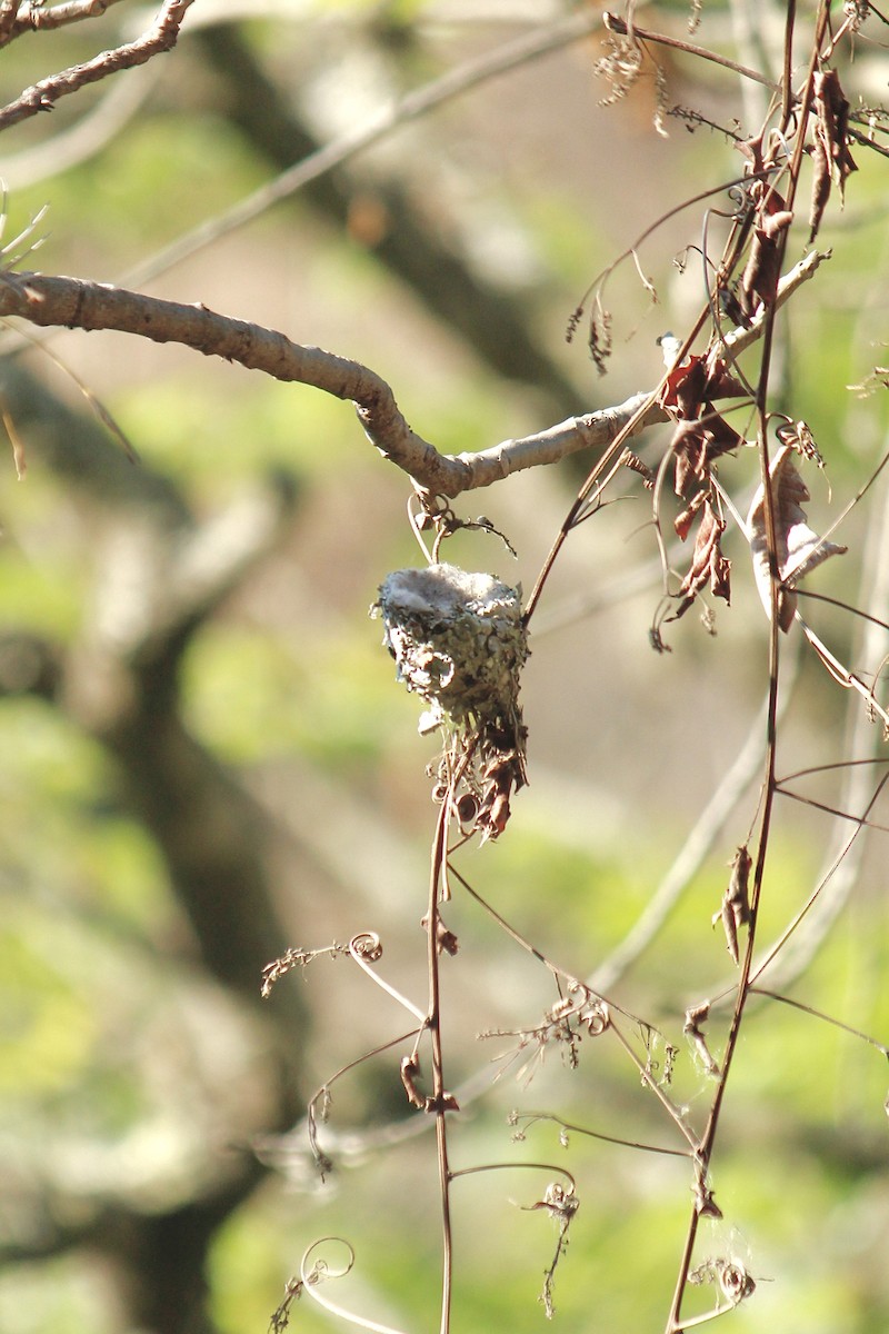 Berylline Hummingbird - Aranza Escalante Vega