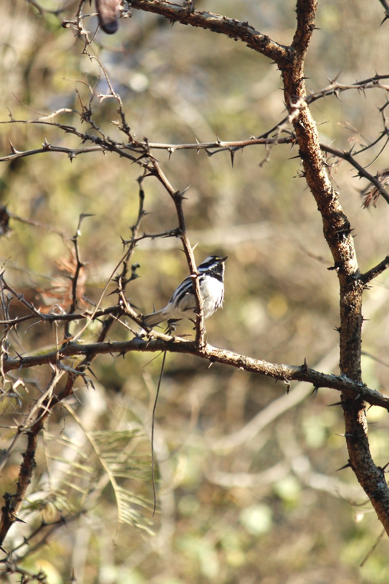 Black-throated Gray Warbler - ML545685291