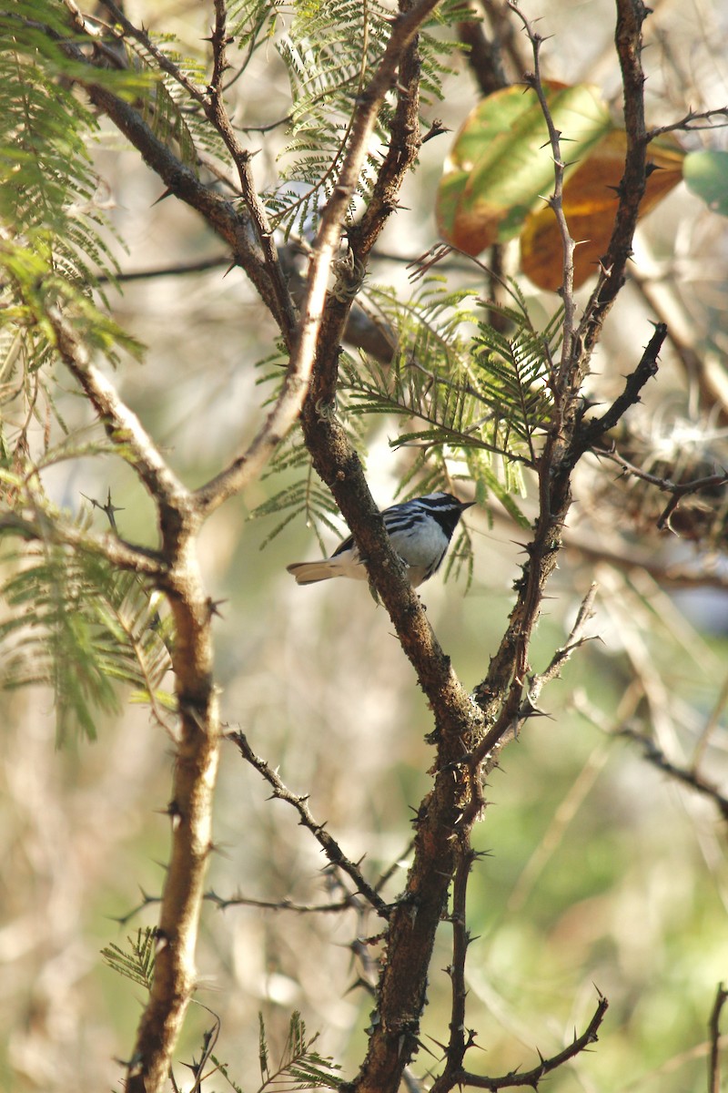 Black-throated Gray Warbler - ML545685301