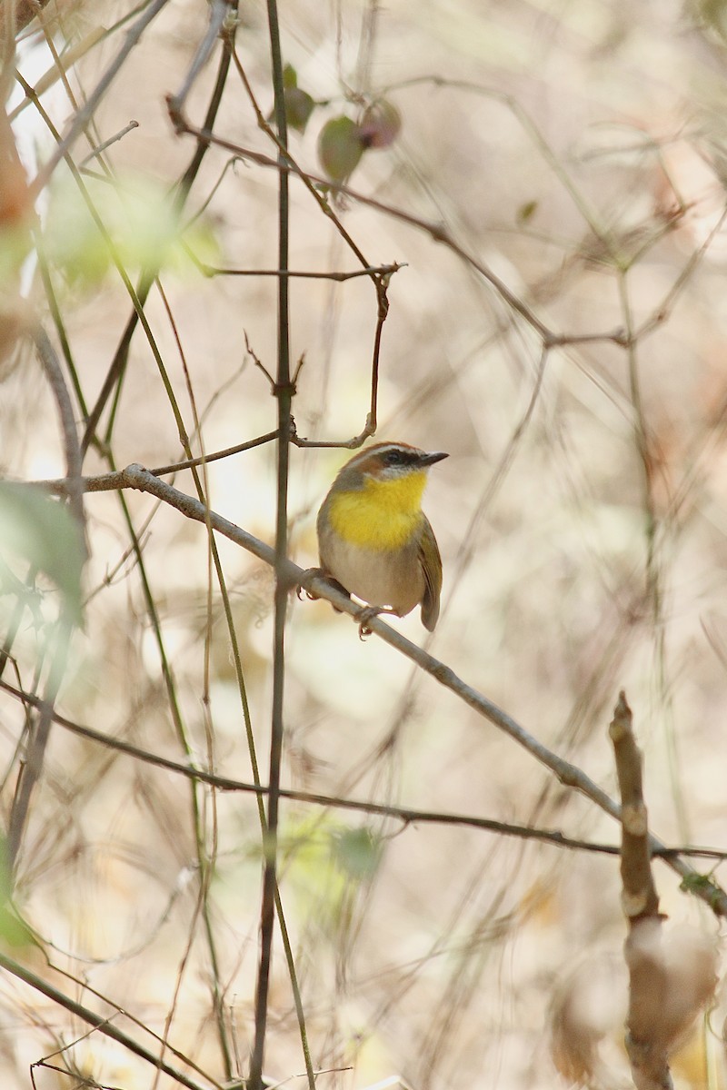Rufous-capped Warbler - ML545685371