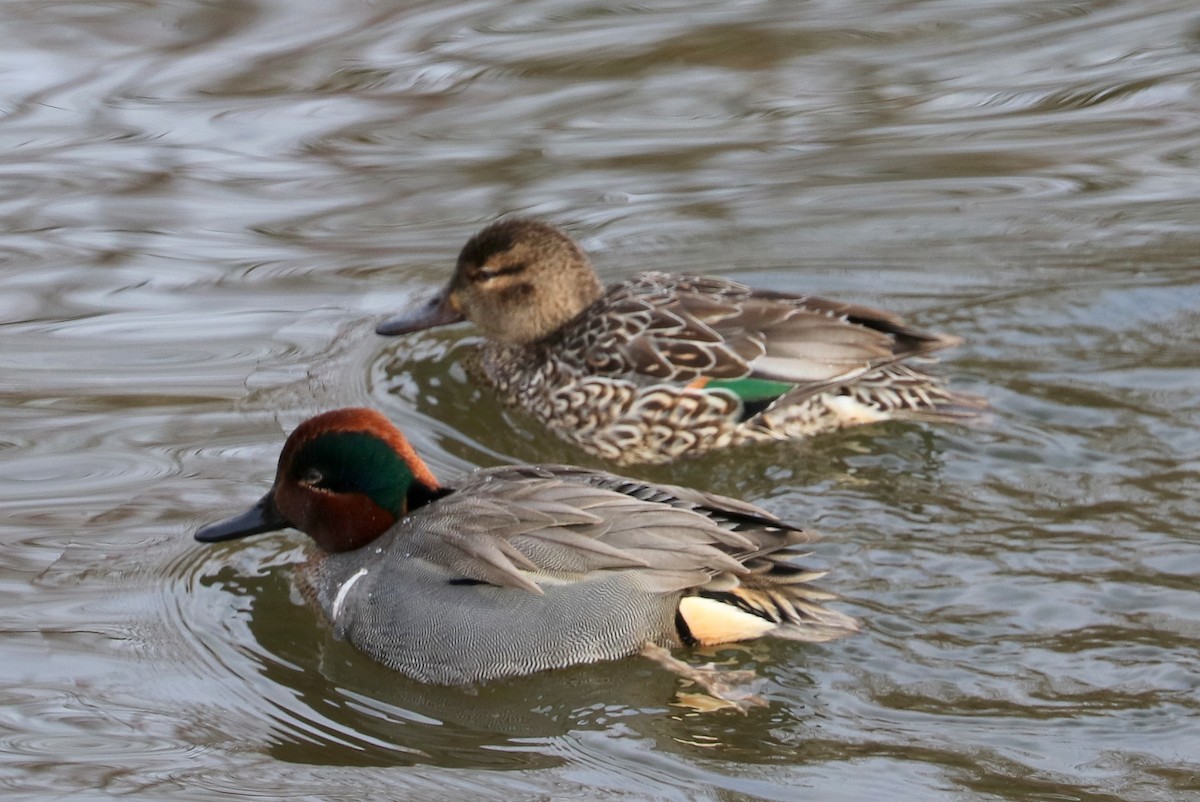 Green-winged Teal - ML545686591