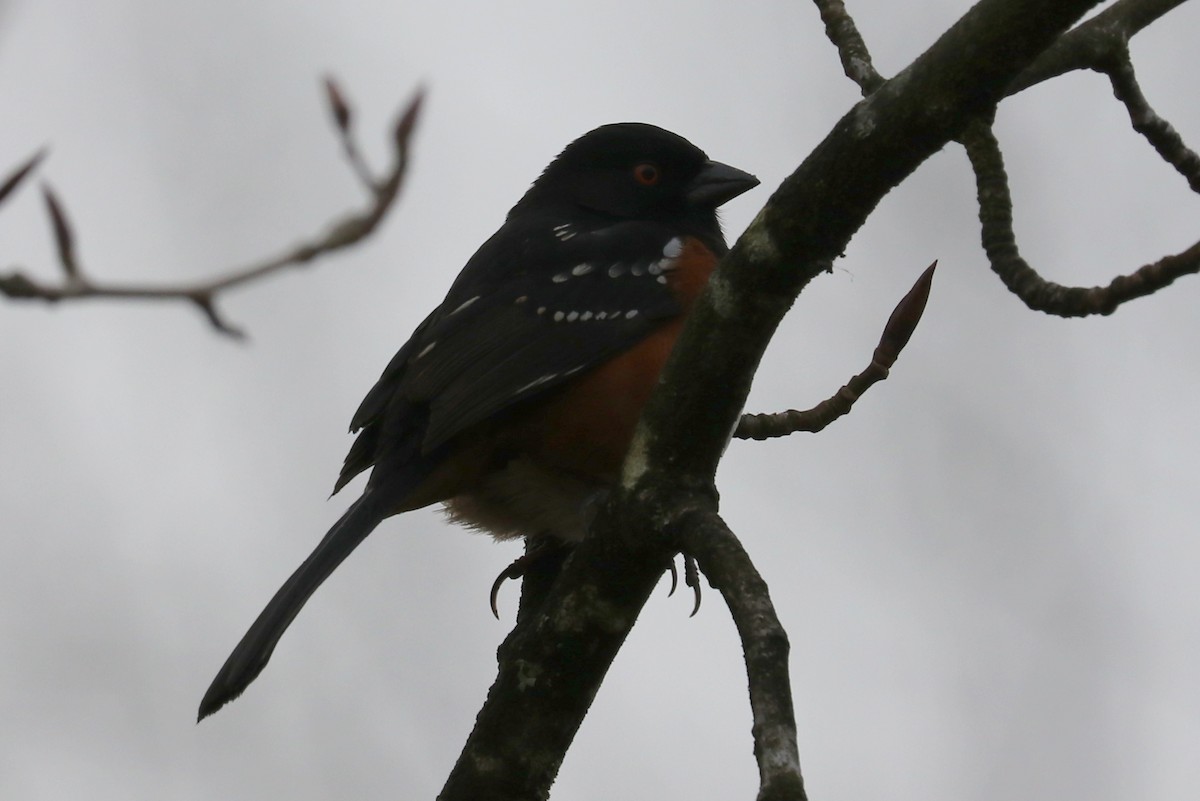Spotted Towhee - ML545686951