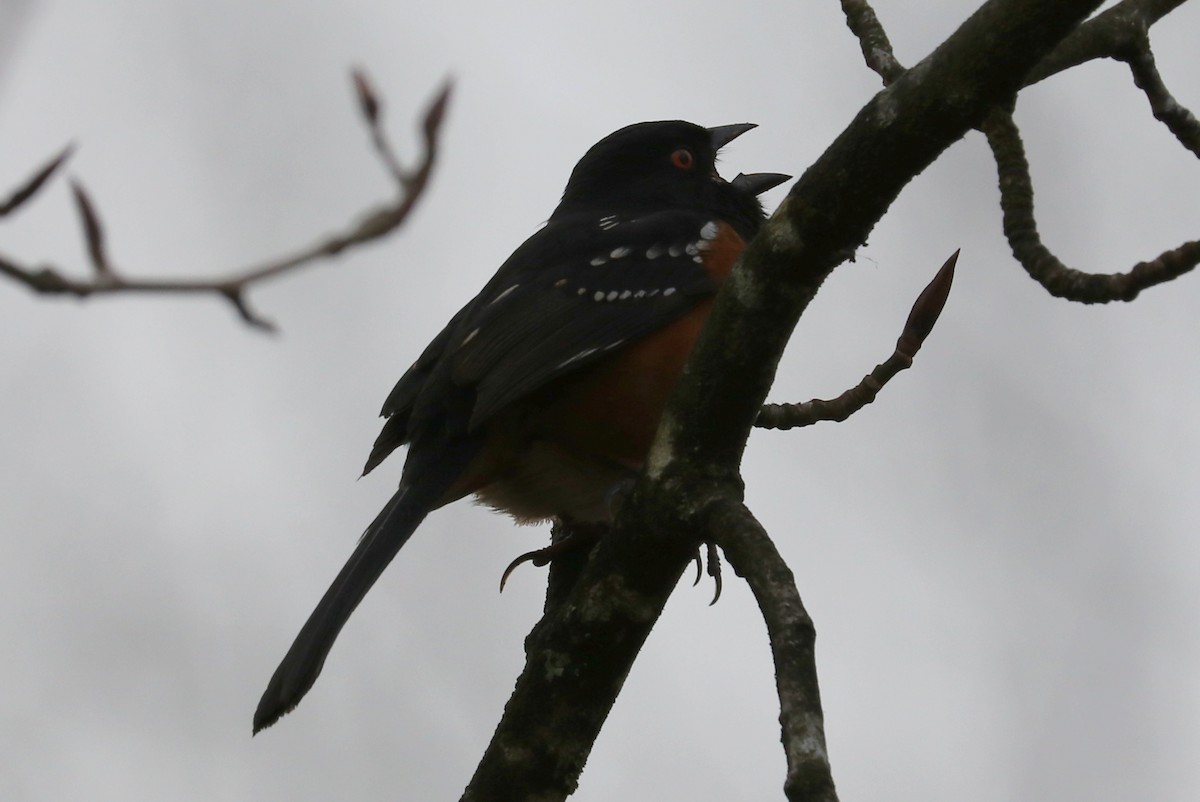Spotted Towhee - ML545686961