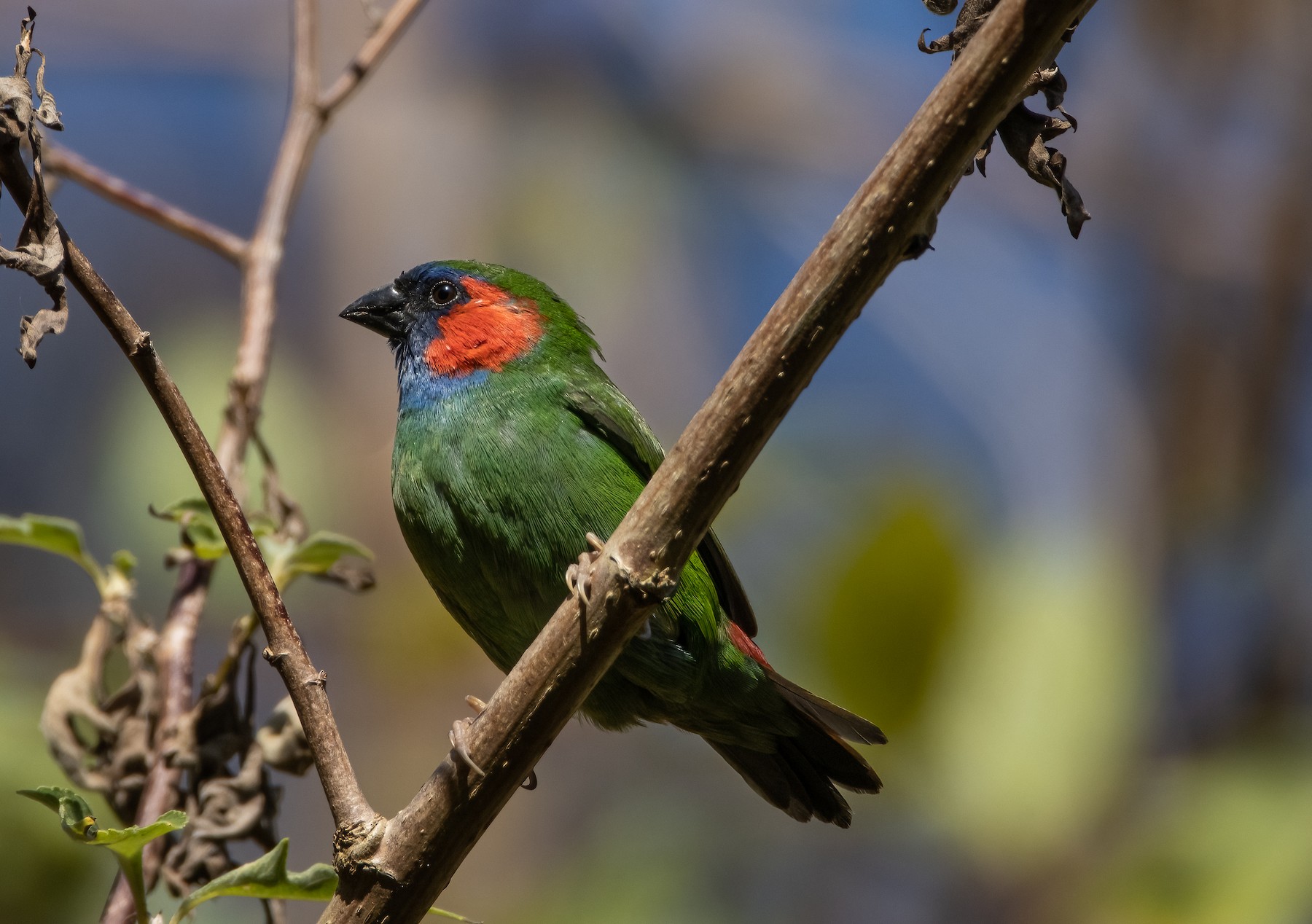 Mount Mutis Parrotfinch (undescribed form) - Mitch Rose