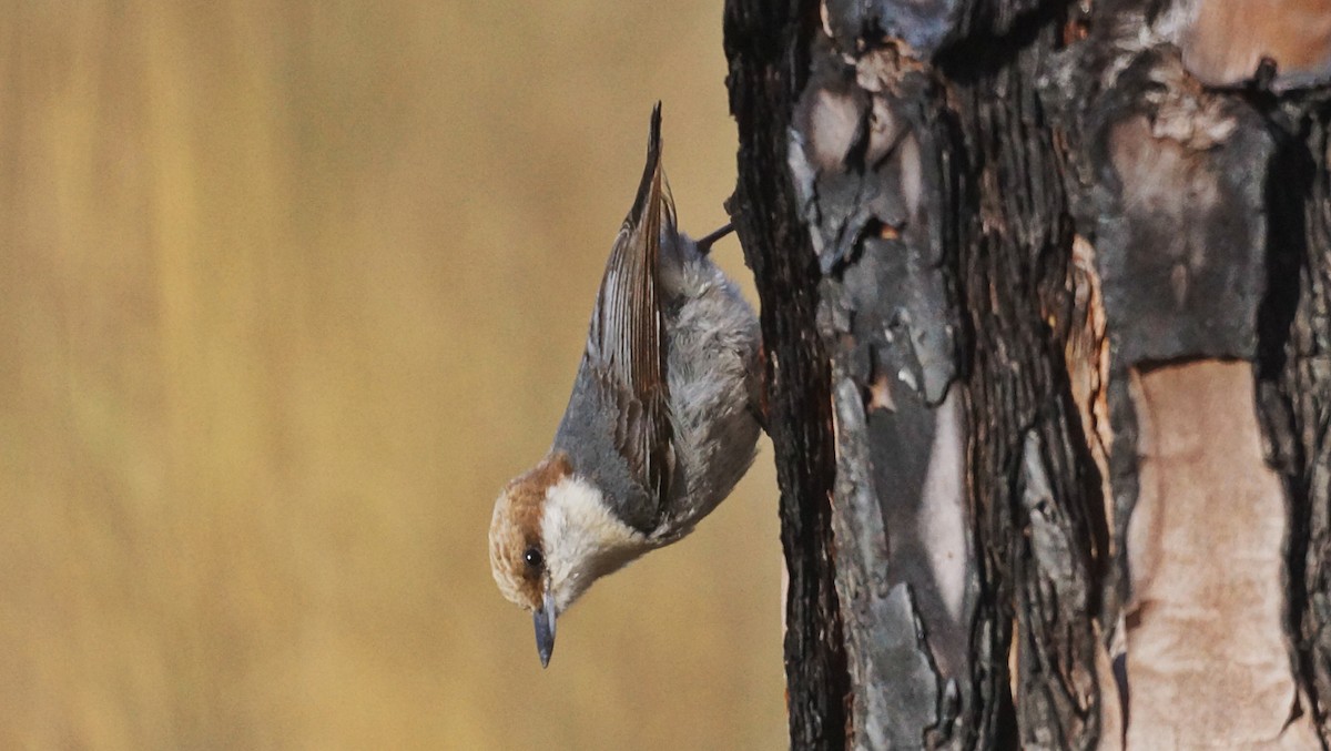Brown-headed Nuthatch - Bryan White