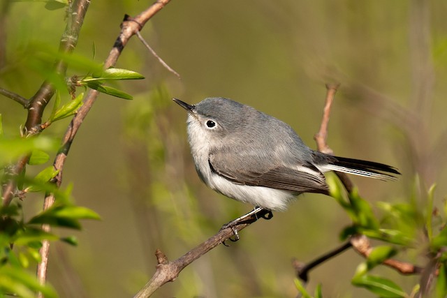 Blue-Gray Gnatcatcher  Missouri Department of Conservation