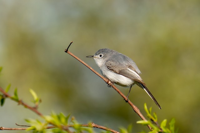 Blue-Gray Gnatcatcher  Missouri Department of Conservation