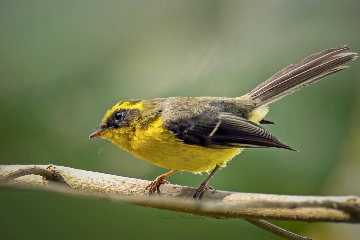 Yellow-bellied Fairy-Fantail - ML545705251