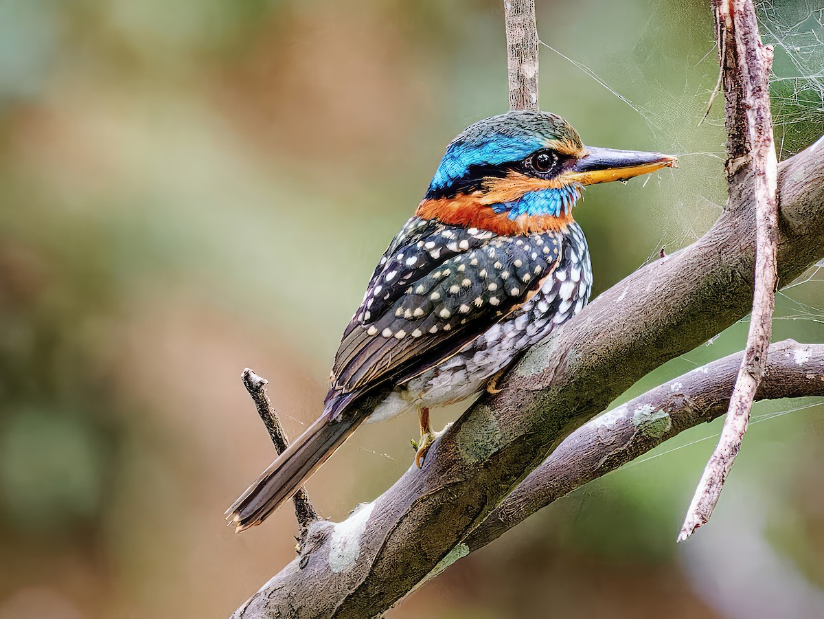 Spotted Kingfisher - ML545706331